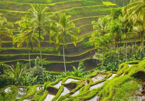 Tegalalang Rice Terace