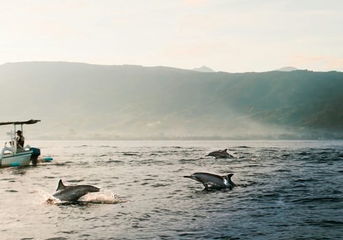 dolphinn
