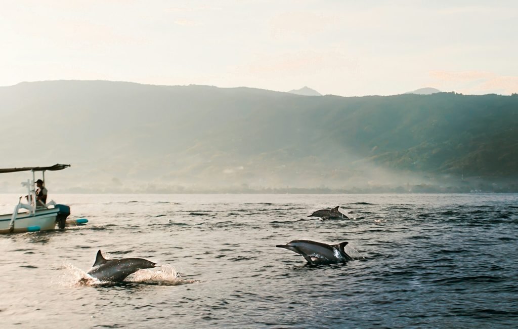 dolphinn
